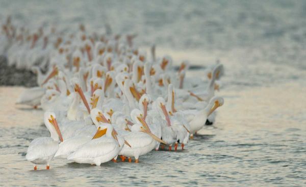 Florida, PlacidaWhite pelicans on sandbar